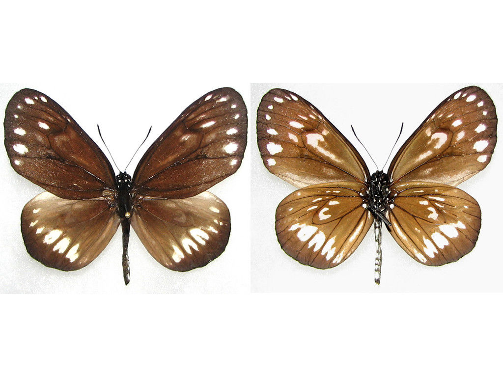 Euploea camaralzeman (aberration) Internet Image property of respective owner, non-commercial use only